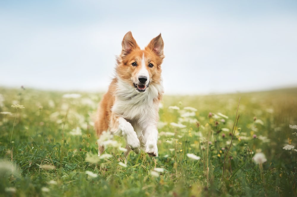 Do Dogs Need to Run? Vet Approved Canine Exercise Advice