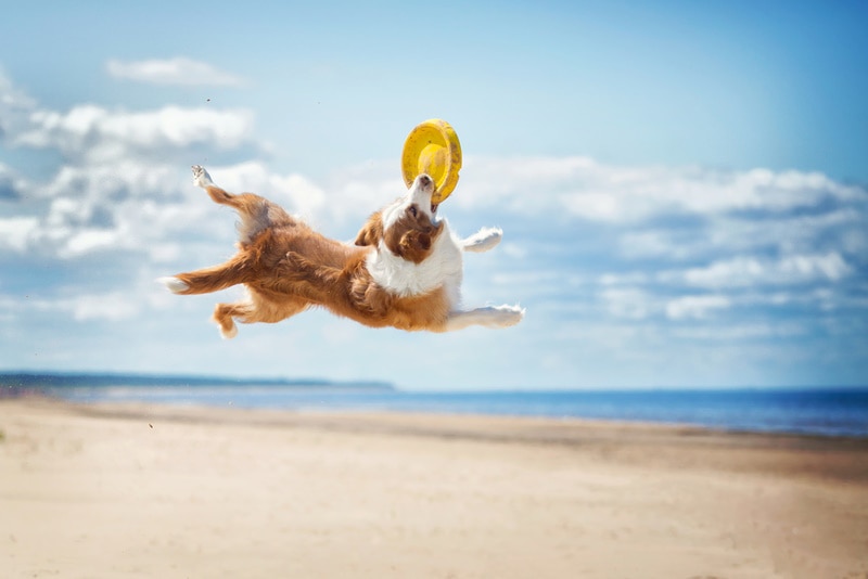 How to Keep a Border Collie Busy (5 Expert Tips)