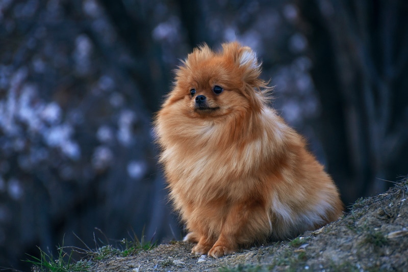 Red pomeranian sitting in the dirt