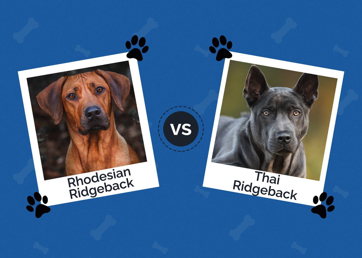 Rhodesian vs Thai Ridgeback: Notable Differences (With Pictures)