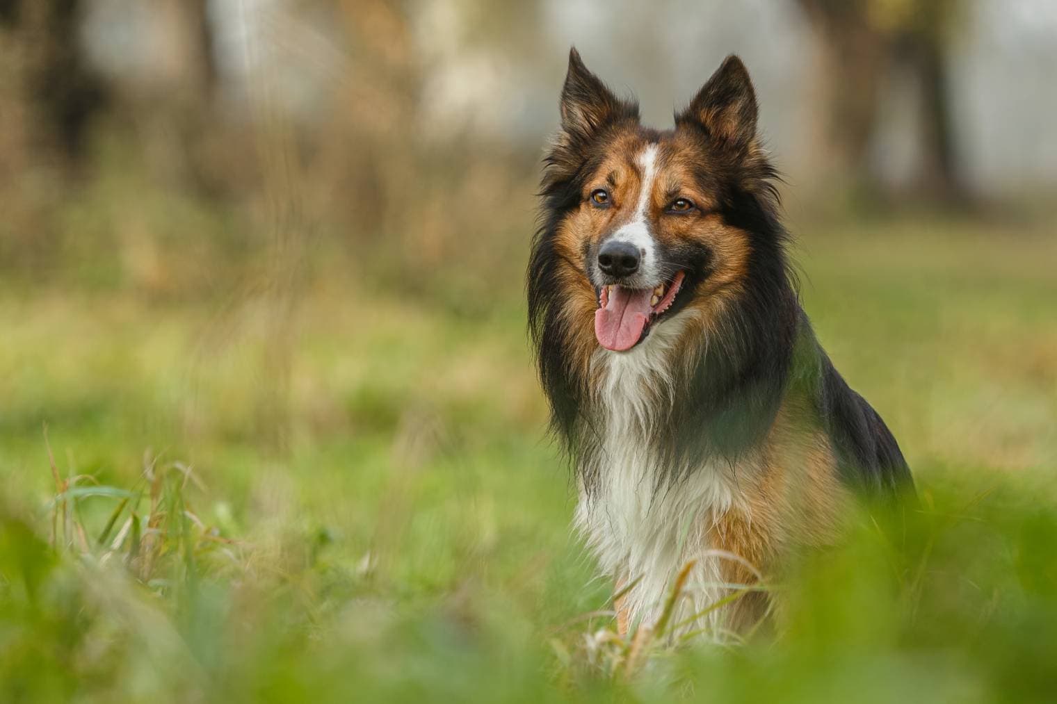Are Border Collies Hypoallergenic? Vet Reviewed Facts & Tips