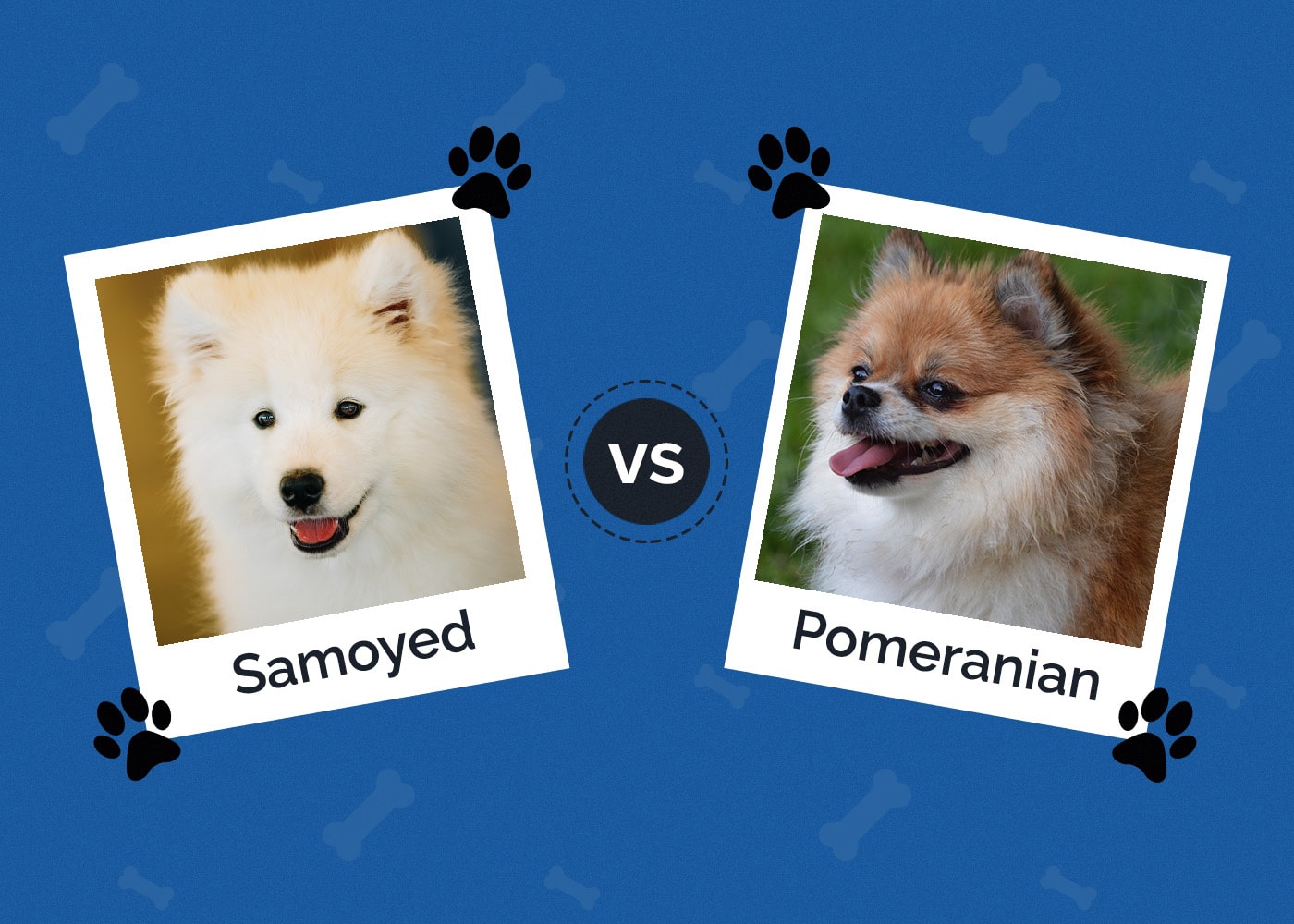 Samoyed vs Pomeranian: Which One Is Right for Me? (With Pictures)