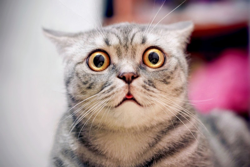 Do Cats Fart When They Are Scared? Causes & Treatment Options