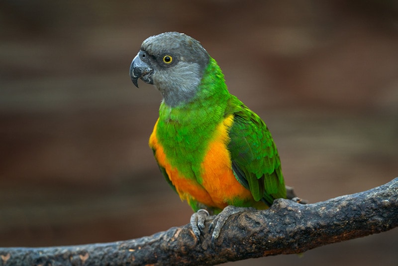 Senegal Parrot: Info, Care, Diet, Pictures & More