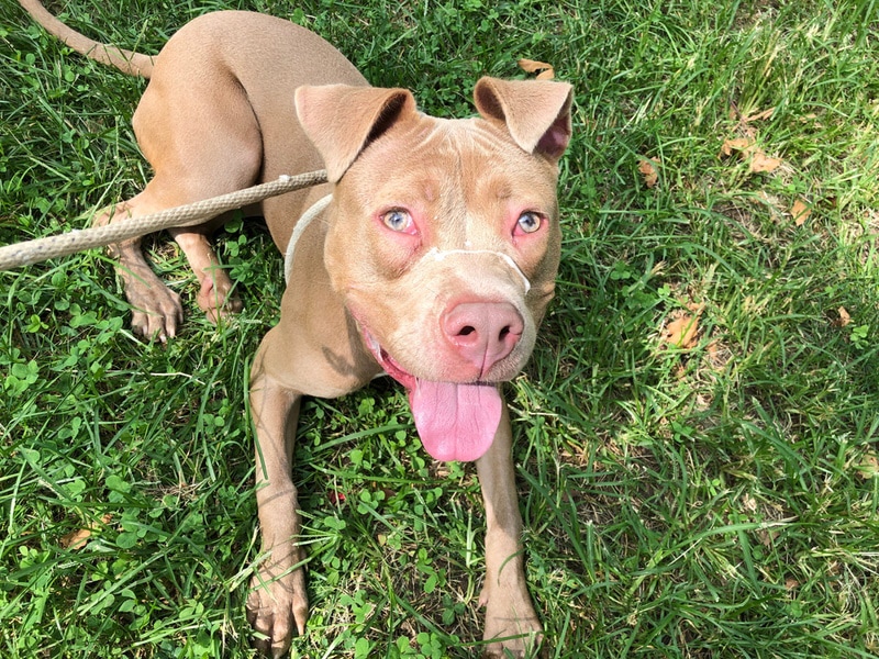 Tan Pit Bull: Pictures, Facts & History (With Pictures)