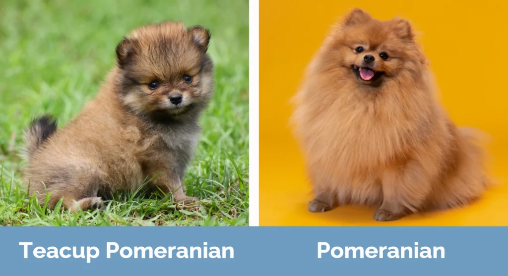Teacup Pomeranian vs Pomeranian - Visual Differences