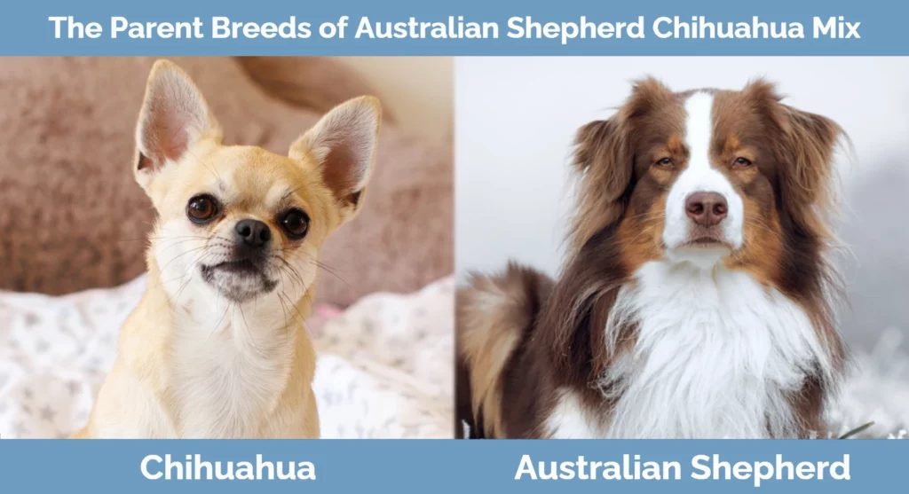The parent breeds of Australian Shepherd Chihuahua Mix