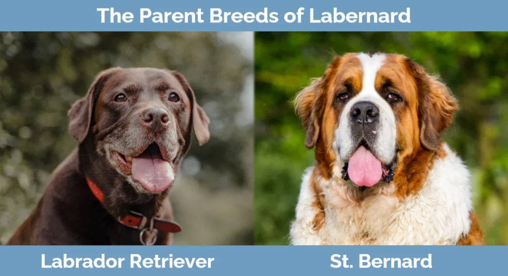 The parent breeds of Labernard