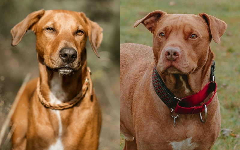Rhodesian Ridgeback Pitbull Mix: Info, Pictures, Care Guide & More