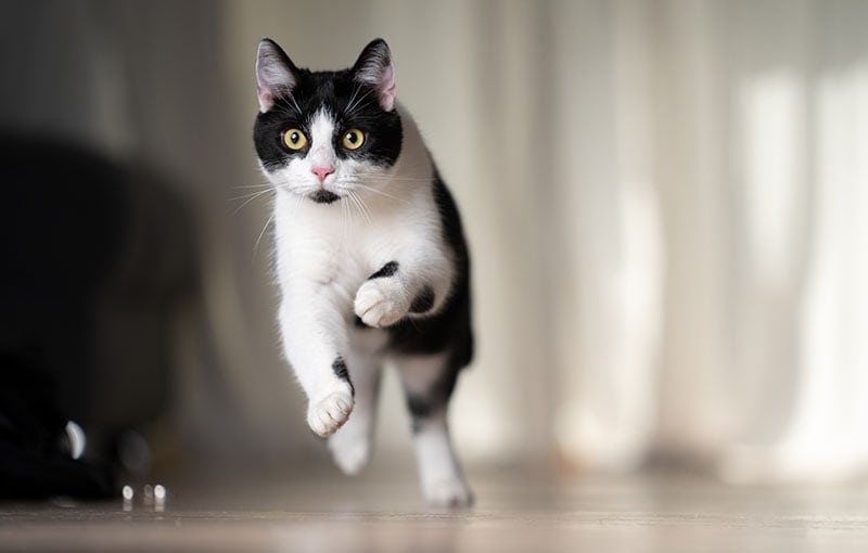 Why Do Cats Get “The Zoomies”? Causes & When to Worry (Vet-Reviewed)