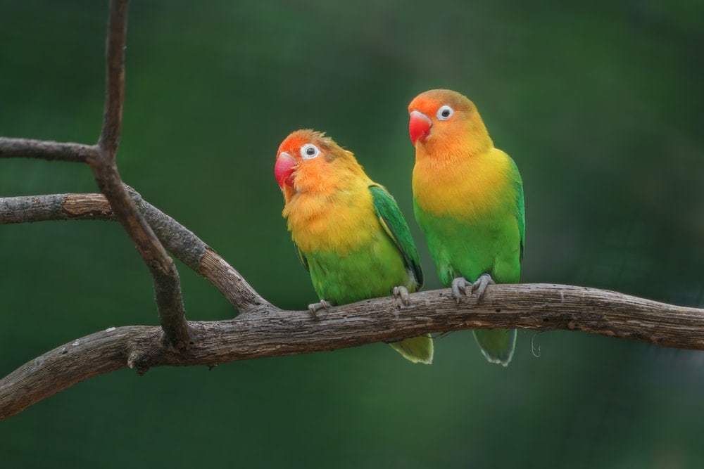 20 Amazing Facts About Pet Birds: Species, Traits, Lifespan & More