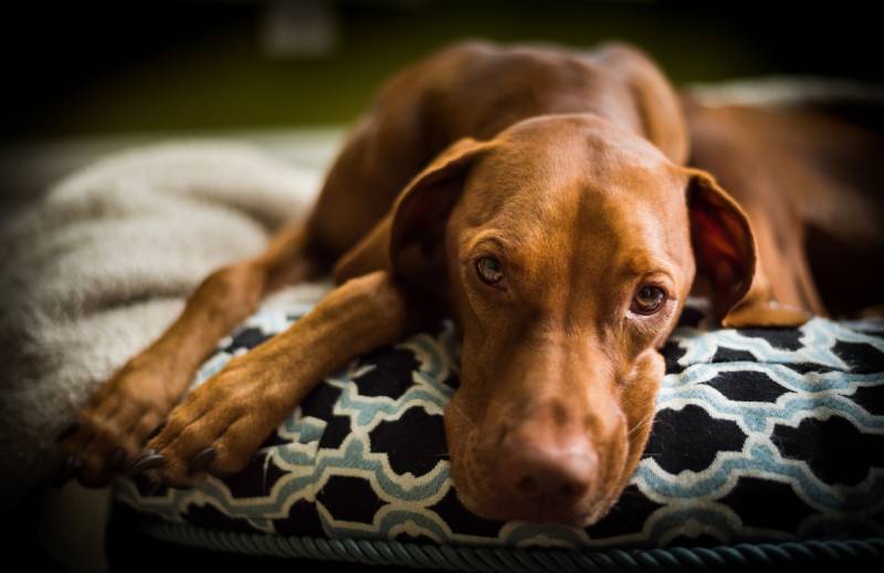 10 Best Memory Foam Dog Beds - 2026 Reviews & Top Picks