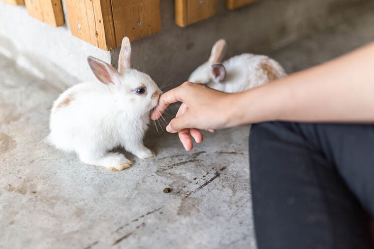 Why Do Rabbits Lick You? 12 Common Reasons
