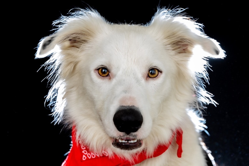 White Border Collie: Info, Pictures, Characteristics & History