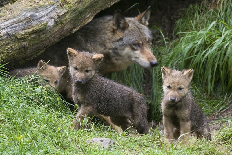 How Many Pups Does a Wolf Have in One Litter? Facts & Growth Stages
