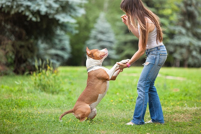 How To Train a Pit Bull (8 Expert Tips)