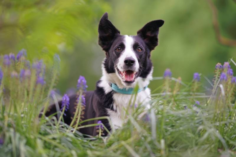 Do Border Collies Bark a Lot? Reasons & Helpful Tips