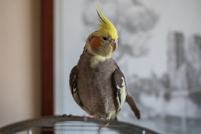 How to Train a Cockatiel: 13 Vet-Approved Tips