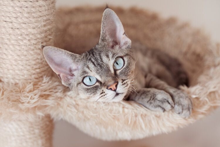 What’s the Greatest Material for a Cat Tree? 6 Coverings Compared