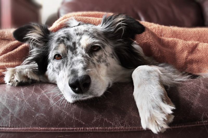 7 Neurological Issues in Dogs & Common Signs to Keep in Mind (Vet Approved)