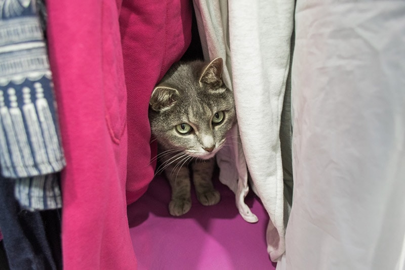 Why Does My Cat Hide & Sleep in the Closet? 4 Likely Reasons (Vet-Verified)