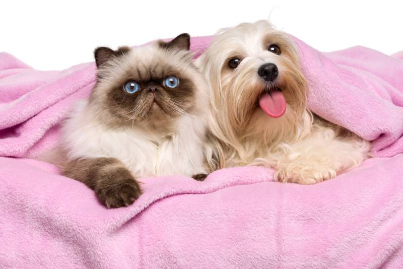 Are Havanese Good With Cats? Breed Socialization Explained