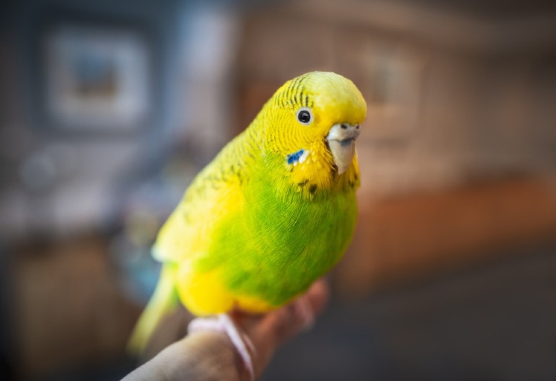 What Size Cage Do Parakeets Need? Vet-Approved Advice & FAQ