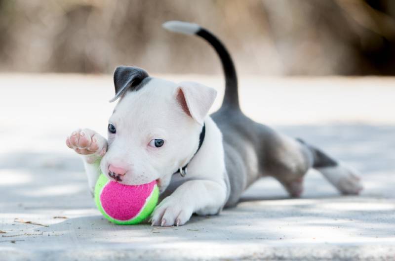 9 Best Chew Toys for Pitbull Puppies – 2026 Reviews & Top Picks