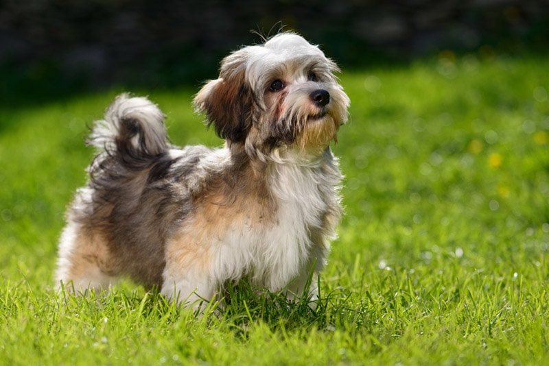 How to Potty Train a Havanese: 6 Steps & FAQ