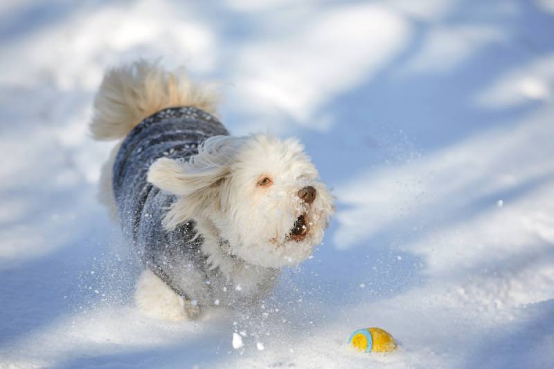 How to Keep Dogs Warm in Winter: 8 Proven Methods