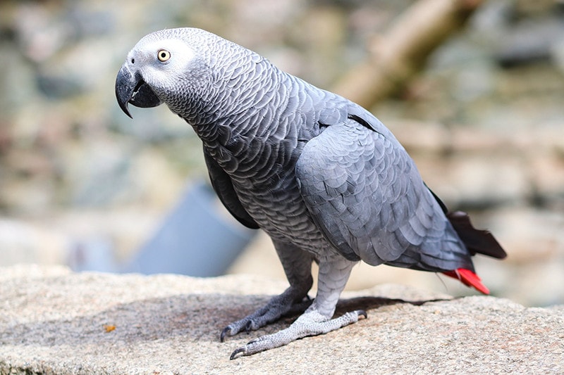 How Much Does an African Grey Parrot Cost? 2026 Price Guide