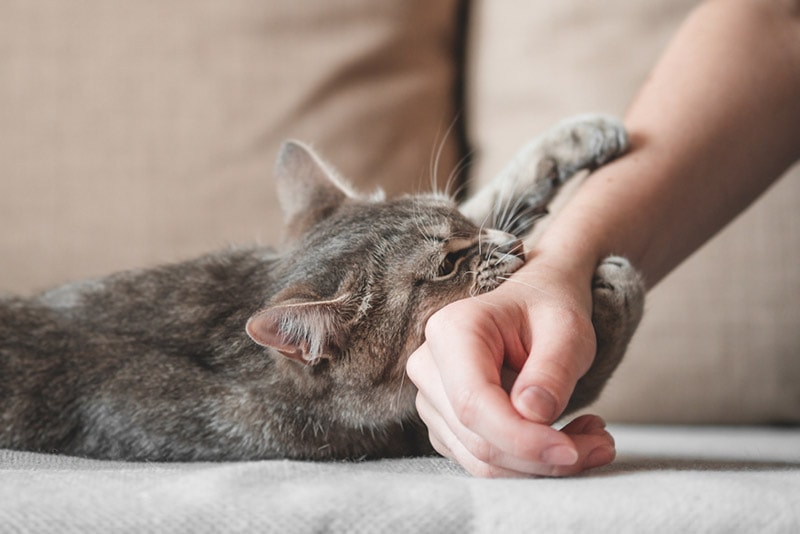 Why Is My Kitten So Aggressive? 9 Reasons & How to Prevent It