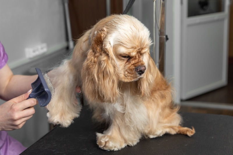 Are Cocker Spaniels Hypoallergenic? Shedding Habits & FAQs