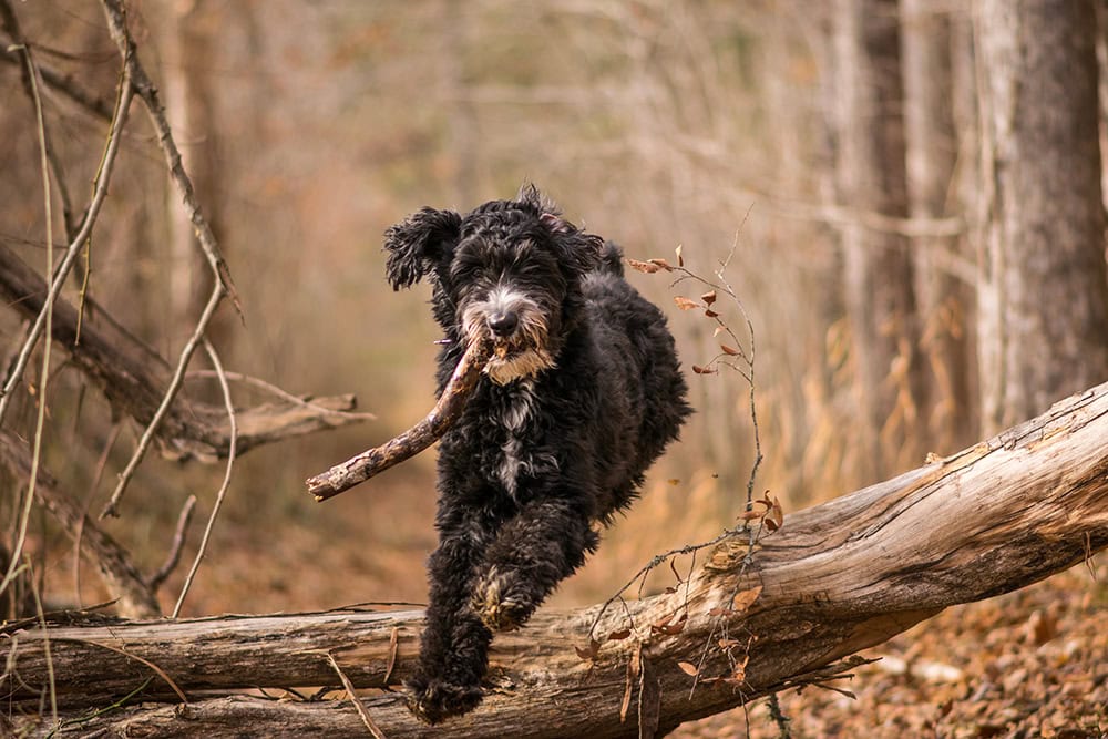 10 Black & White Dog Breeds (With Info & Pictures)