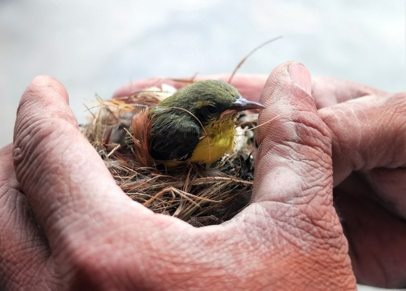 What To Do If You Find a Baby Bird: 7 Vet Approved Tips