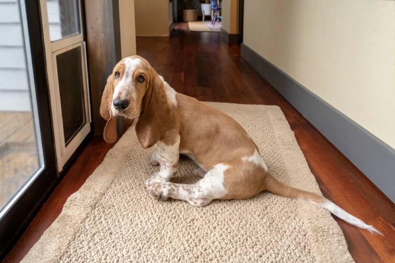 Can a Basset Hound Be Left Alone? Time Limits & Considerations
