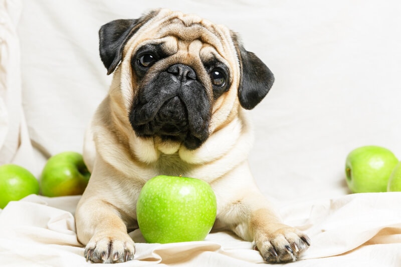 13 Fruits Dogs Can Eat Safely: Vet-Approved Types (With Pictures)