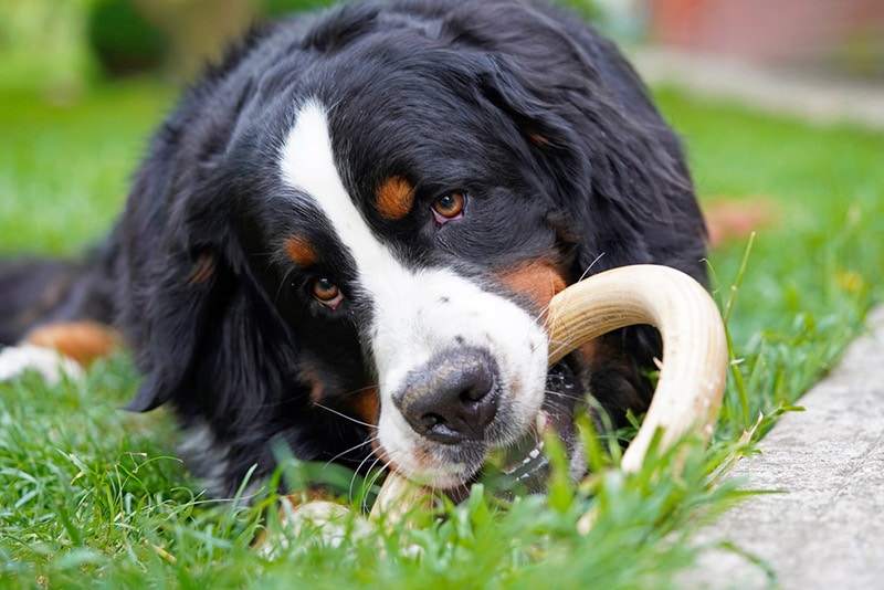 Why Are Dog Toys and Play Important for Dogs? 8 Vet-Verified Reasons