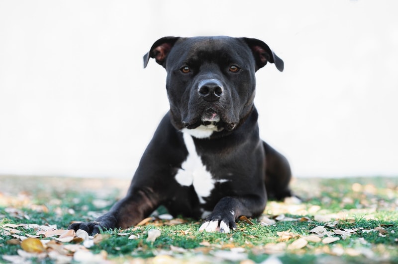 Black Pitbull: Pictures, Facts, History & Origin