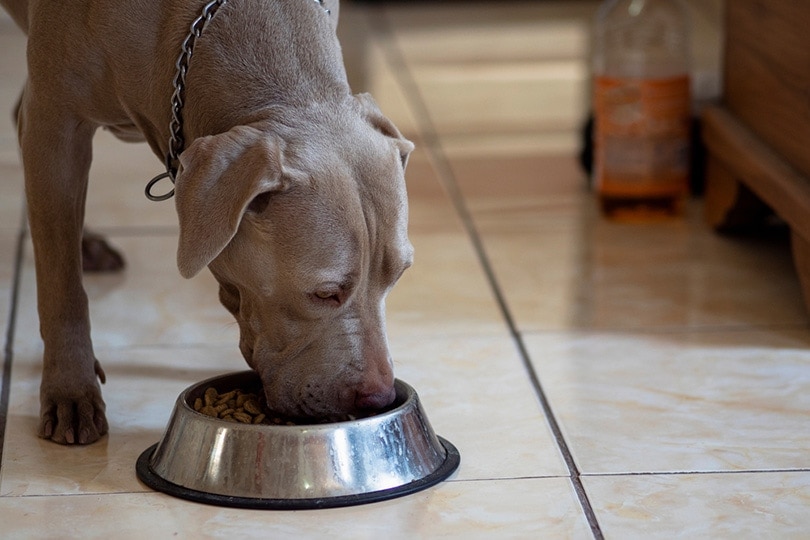 Is Kibble Bad for Dogs? Vet Approved Advice