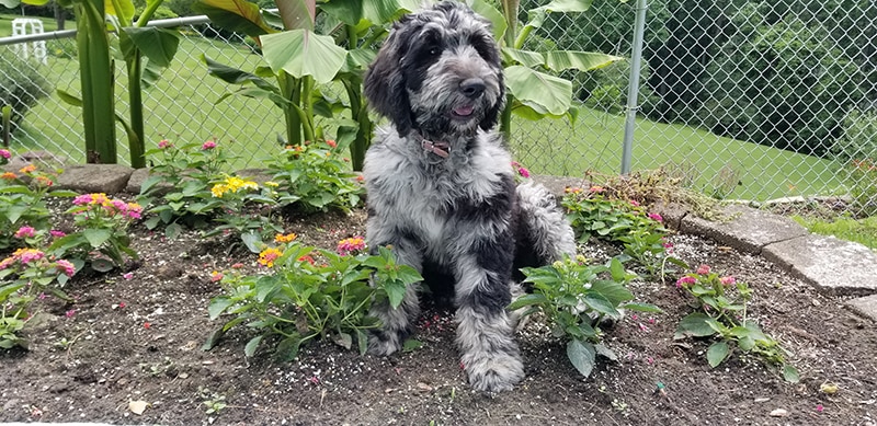 Merle Labradoodle: Info, Pictures, Characteristics & History