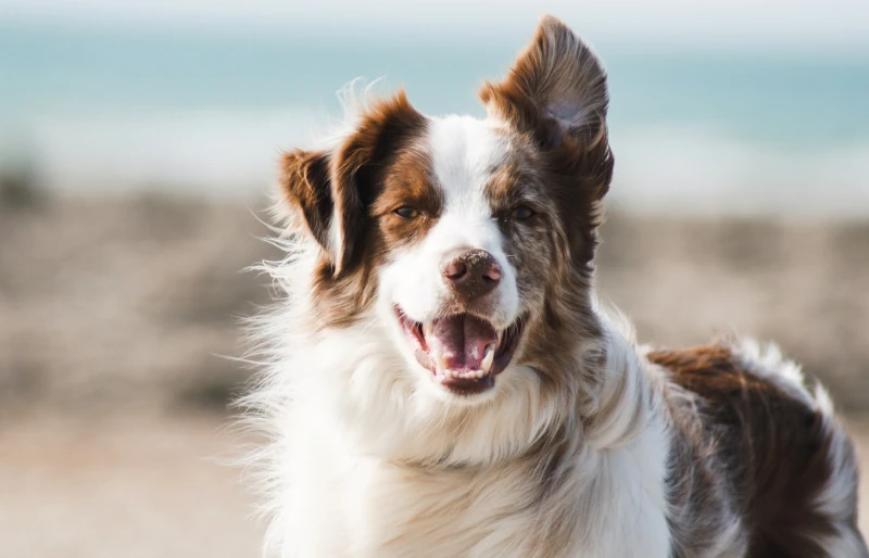 When Do Border Collies Go Into Heat? Vet-Approved Facts