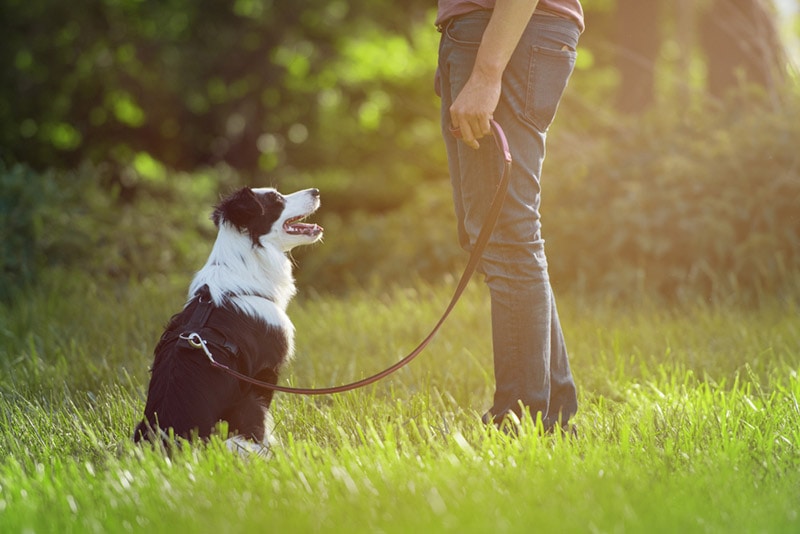How to Train a Border Collie: 11 Vet-Approved Tips