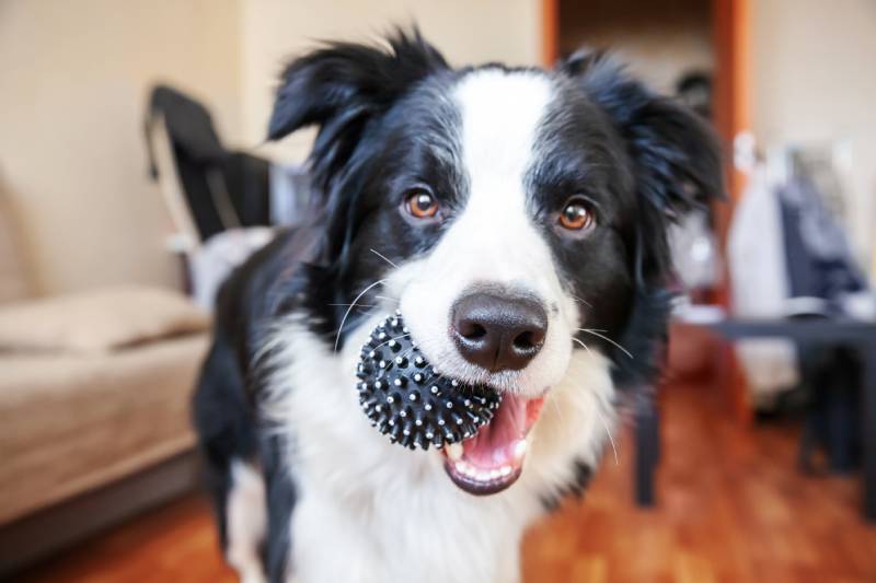 10 Best Chew Toys for Dogs - 2026 Reviews & Top Picks