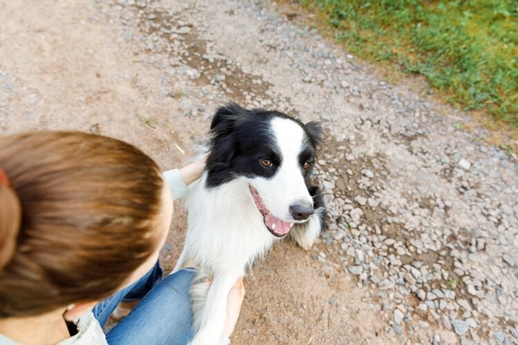 border-collie-hugs-owner-outside-playing