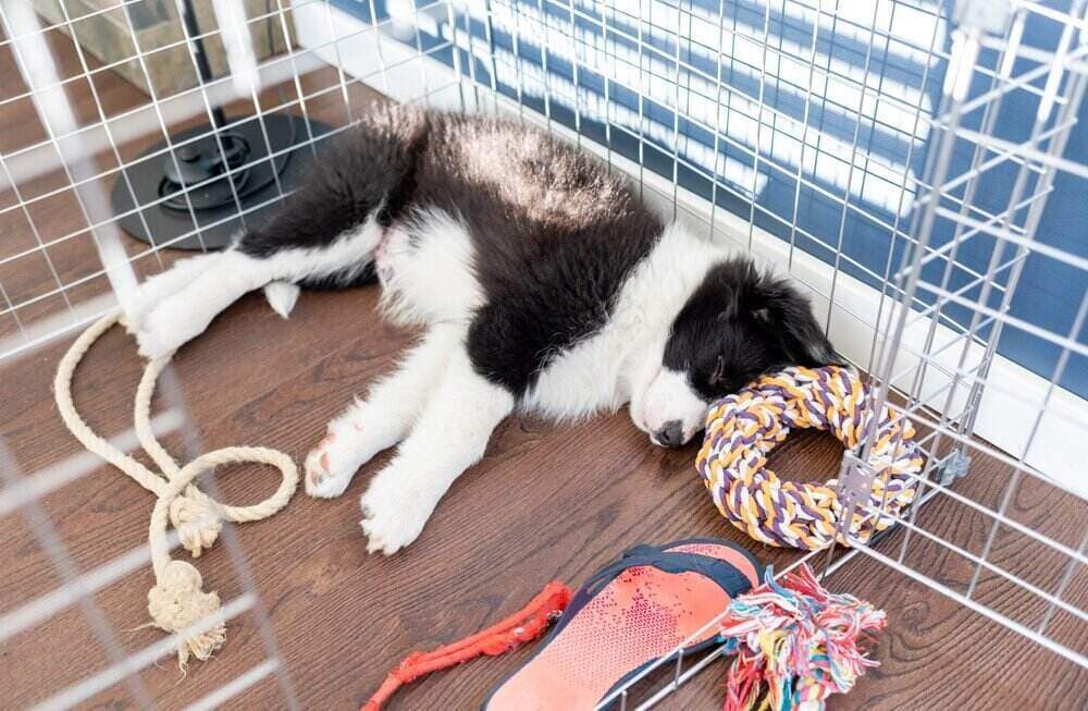 5 Types of Dog Crates & Their Differences (with Pictures)