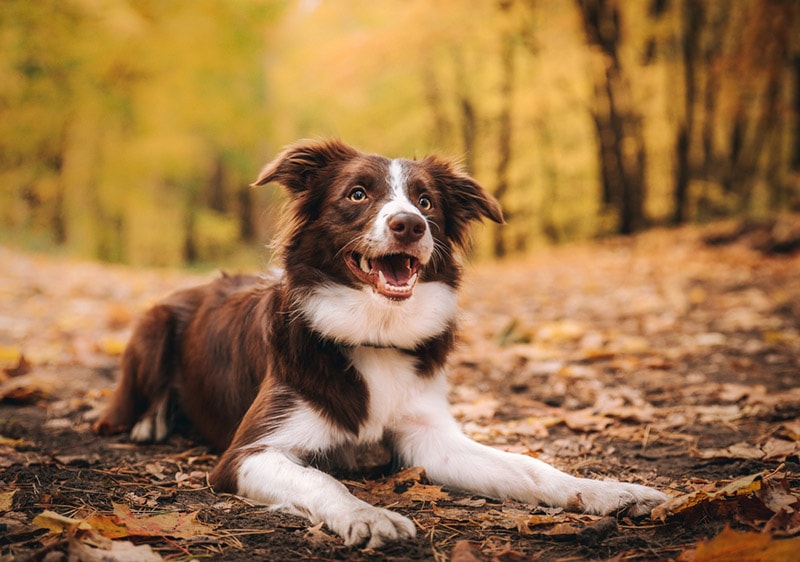 Why Does My Dog Walk in Circles Before Lying Down? 6 Vet-Reviewed Reasons