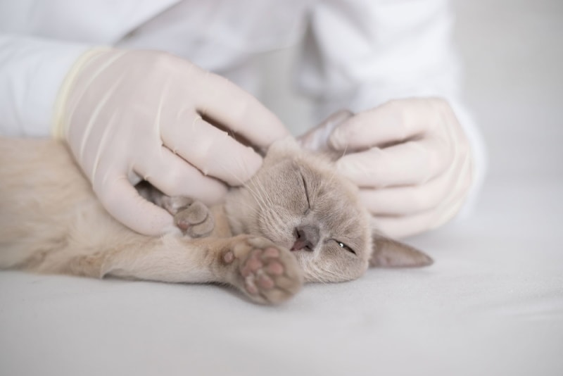 4 Most Common Parasites & Worms in Cats (With Pictures)