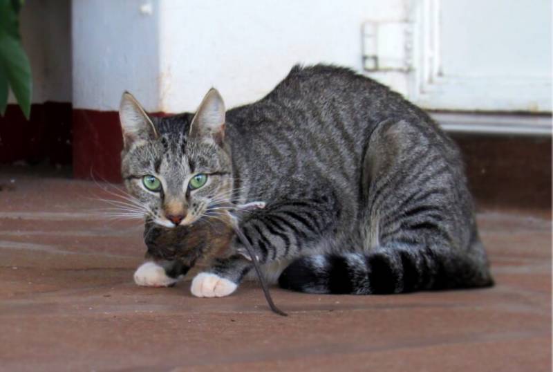 Are Cats Good at Catching Rats? Feline Hunting Behavior Explained