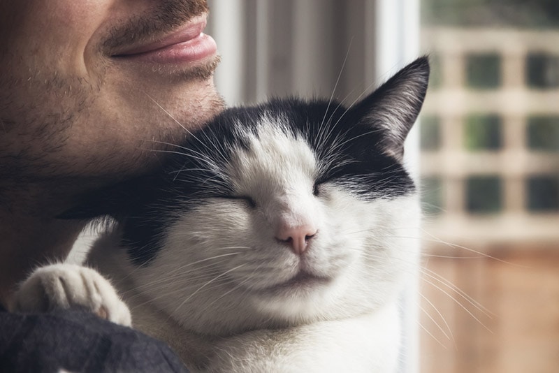 Why Cats Make Great Pets: 10 Reasons For a Feline Companion